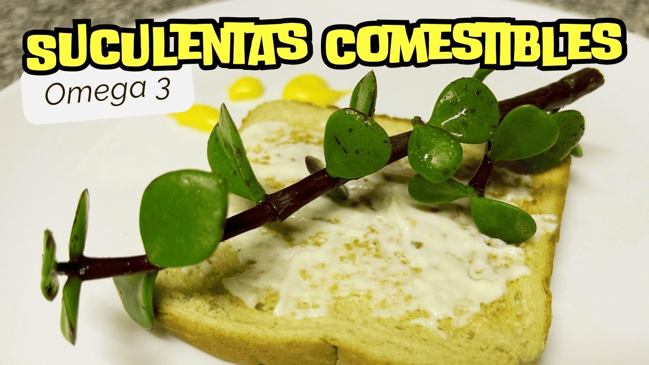 SUCULENTAS Comestibles y Medicinales | Nutritivas, Mucho Omega 3, Alimentación Saludable en tu hogar