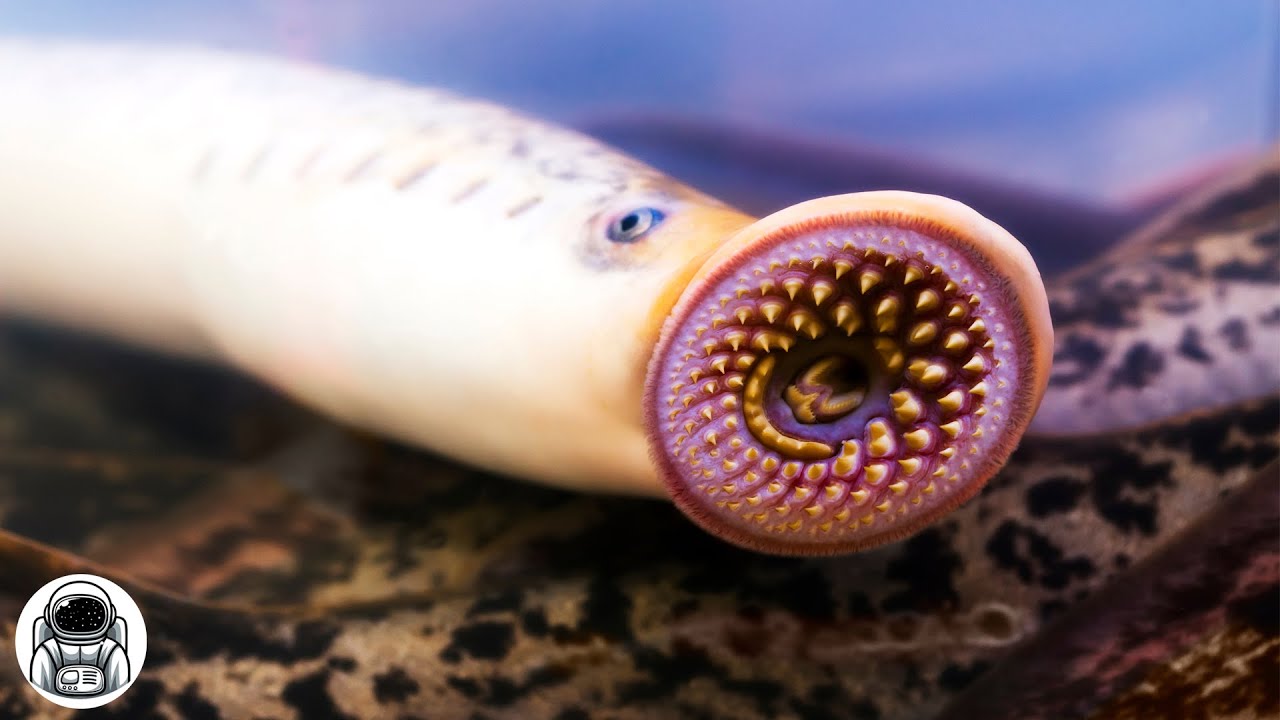 Este peixe &eacute; um VERDADEIRO VAMPIRO! Lampreia - um animal incr&iacute;vel do nosso planeta