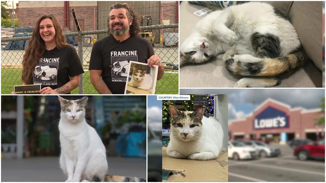 Search for Richmond's 'very special' Lowe's cat Francine goes viral: 'She means a lot'