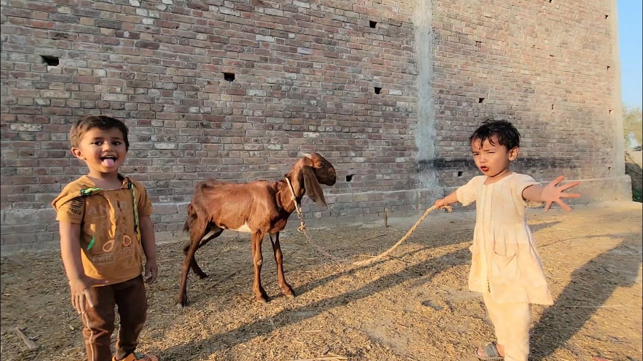 This Goat Thinks It’s One of the Kids 😂🐐