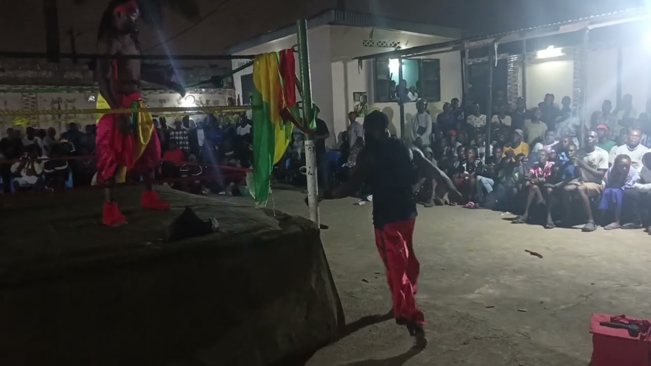 MAKILA TINTIN VS PITHON D'AFRIQUE