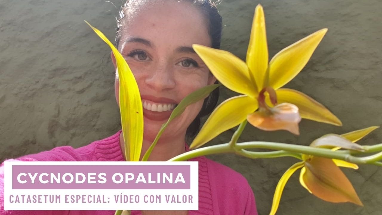 Cycnodes Opalina - Orquídea Especial Catasetum
