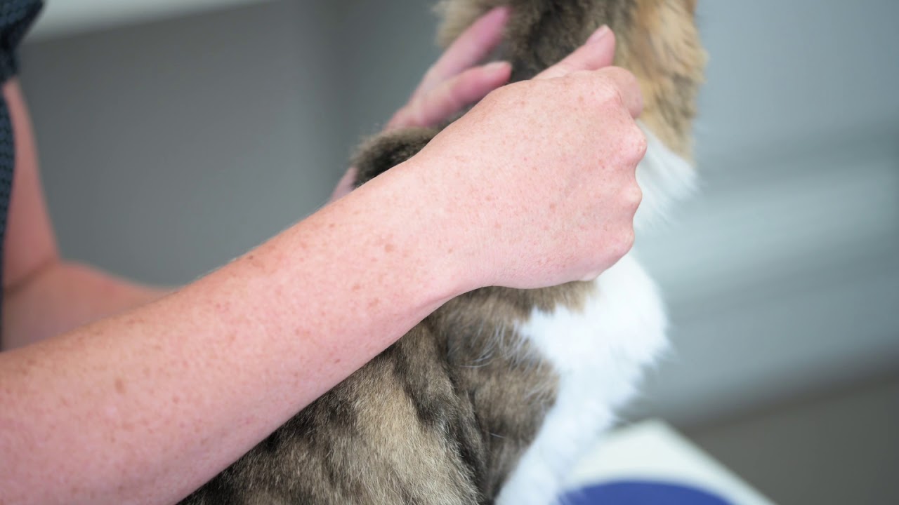 MOXICLEAR Cat Application