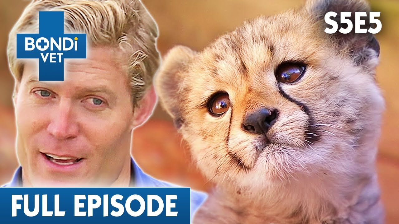 Adorable Baby Cheetah Faces Vital Test 🐆 | Bondi Vet Season 5 Ep 5 | Bondi Vet Full Episodes