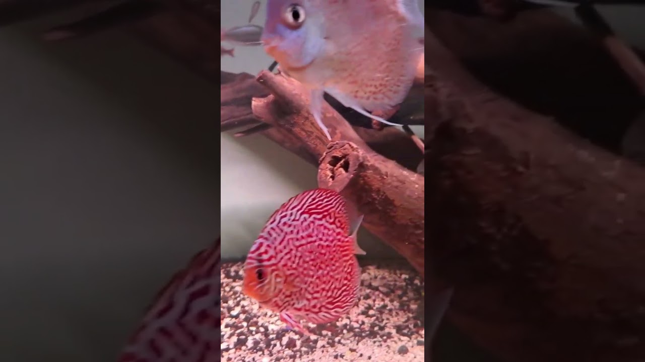 discus with rainbow fish macaloci clear water