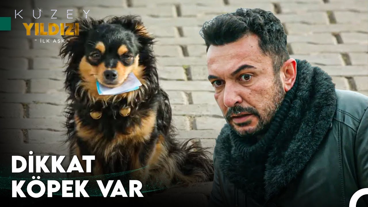 Köpek Dili ve Edebiyatından Anlayan Var Mı? - Kuzey Yıldızı İlk Aşk