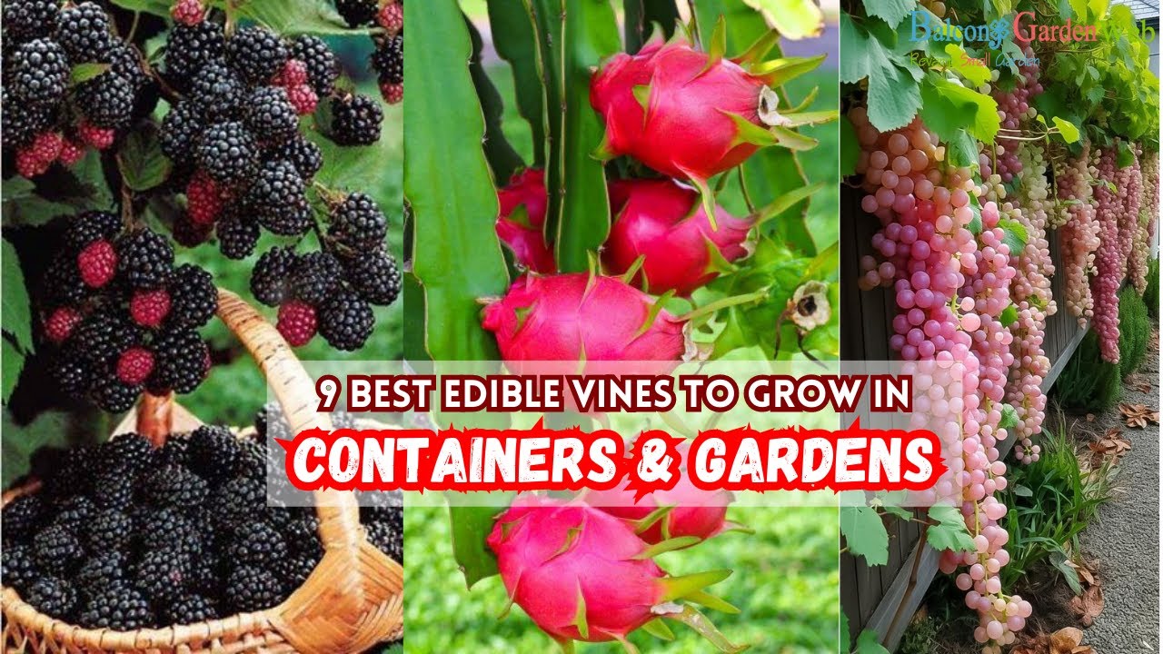 9 Best Edible Vines to Grow in Containers & Gardens #edible