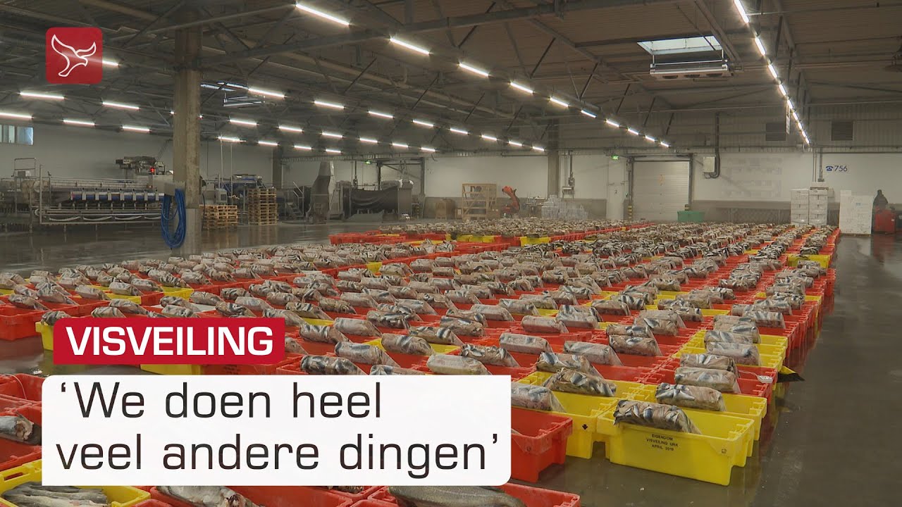 Hoe Visveiling Urk overleeft terwijl aanvoer instort | Omroep Flevoland