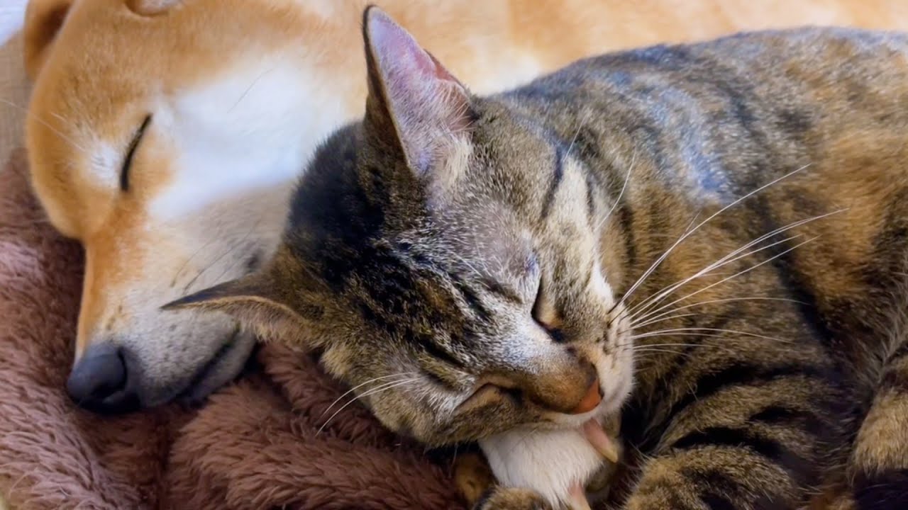 顔ピタっ♥親子のように寄り添って眠る柴犬と猫