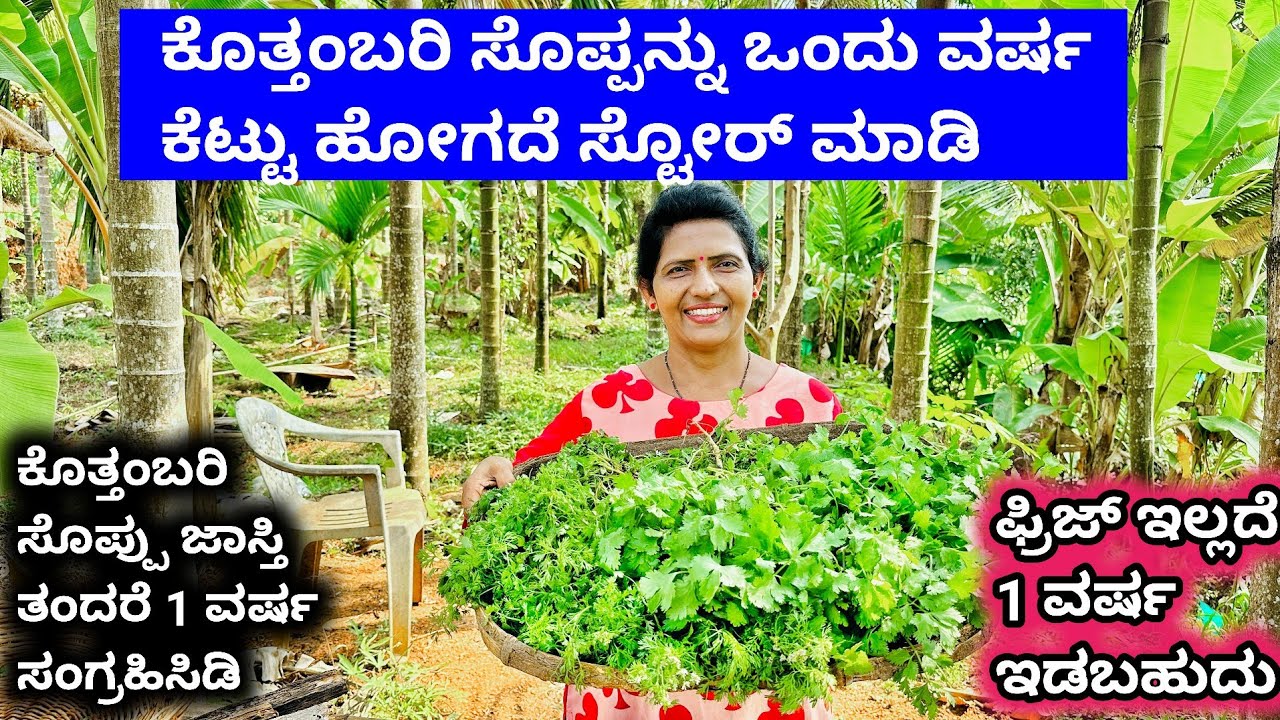 ಫ್ರೆಶ್ ತಂದ ಕೊತ್ತಂಬರಿ ಸೊಪ್ಪನ್ನು ಫ್ರಿಜ್ ನಲ್ಲಿ ಇಡದೇ ಒಂದು ವರ್ಷ ಸಂಗ್ರಹಿಸಿಡುವ ವಿಧಾನCorianderLeavesStorage