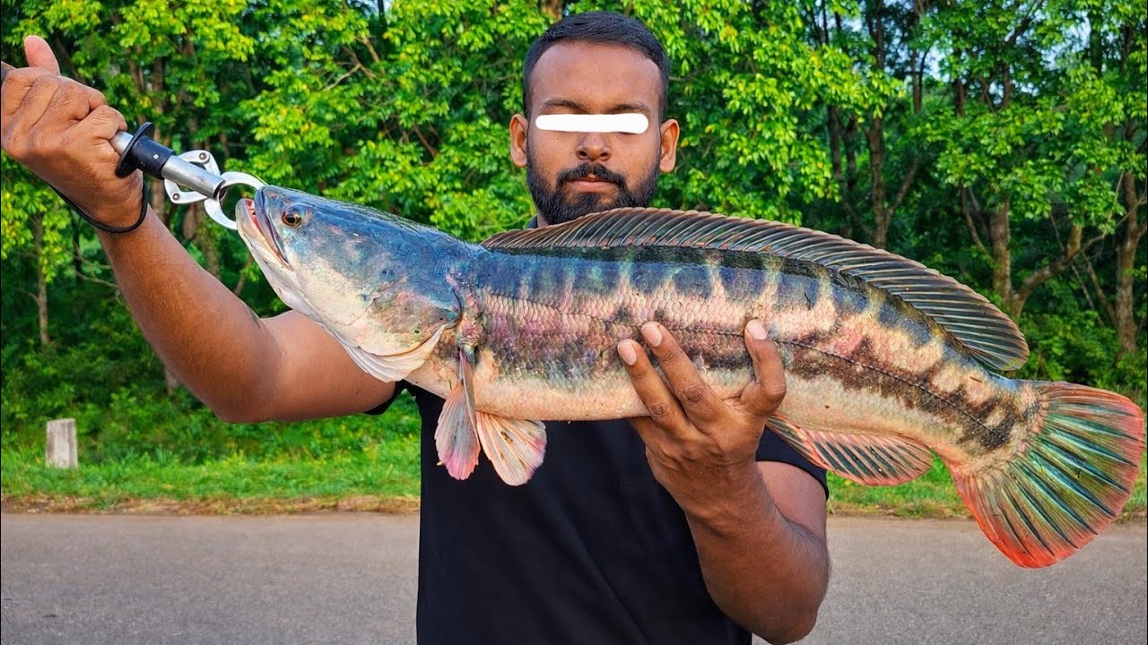 දැදුරු නයා මට්ටු කරා - Giant Snakehead Fish Catching Sri Lanka - VLOG 01