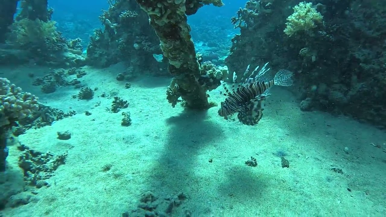 The Barge, Bluff Point, Gobal Island, Egypt 18 Feb 2026. Depth 14m. Time 47 minutes 