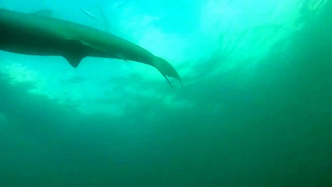 Hammerhead Shark Kaneohe Bay Oahu Gopro Hero 2