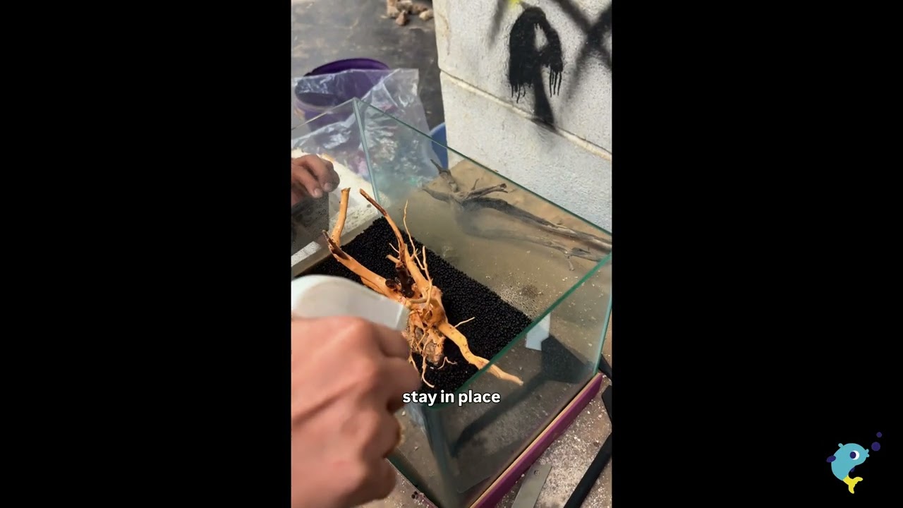 Setting up a low tech planted aquarium.