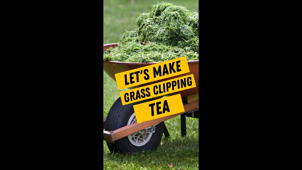 Let&rsquo;s make grass clipping tea! A natural fertilizer for your plants that will provide nutrients!