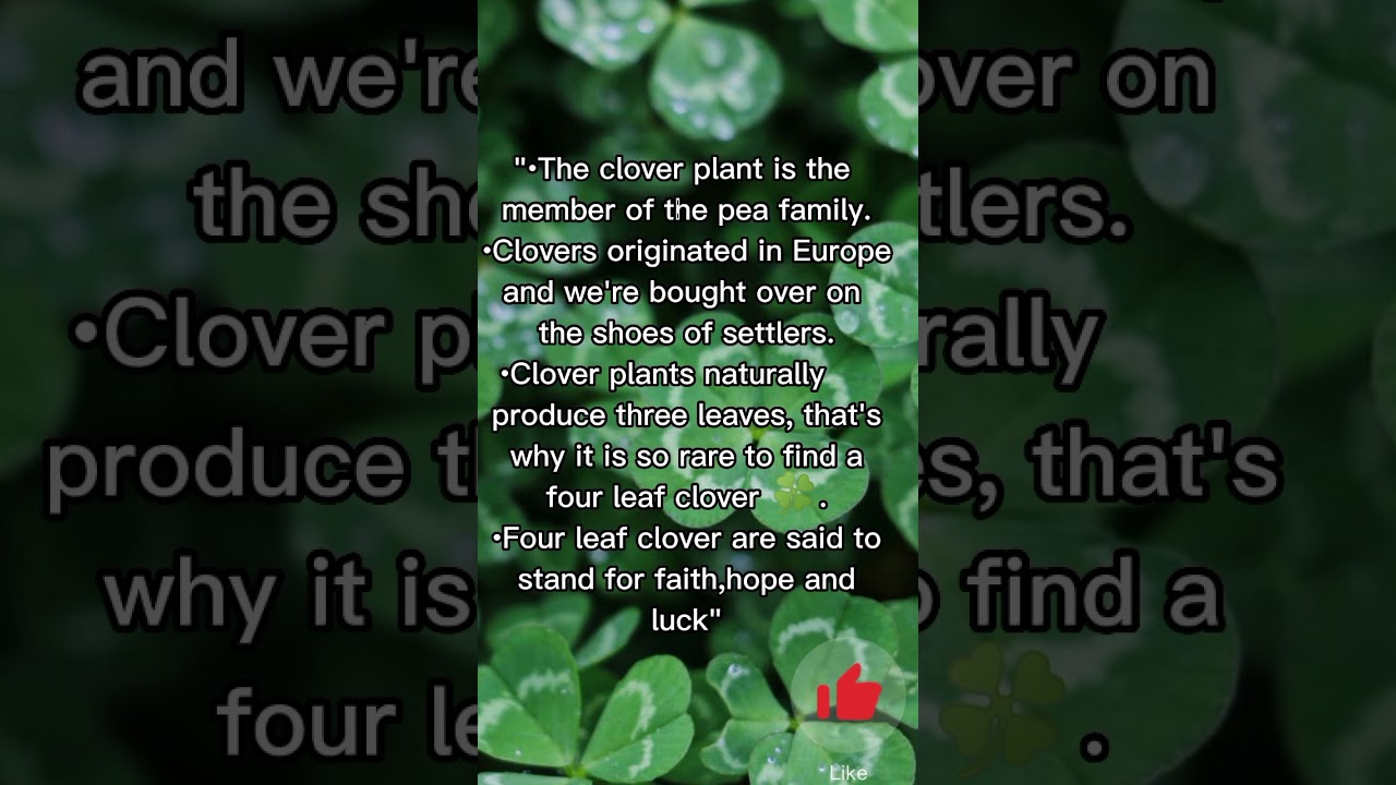 Clover Plant|Sign Of Luck #shorts #facts #clover #shortvideo