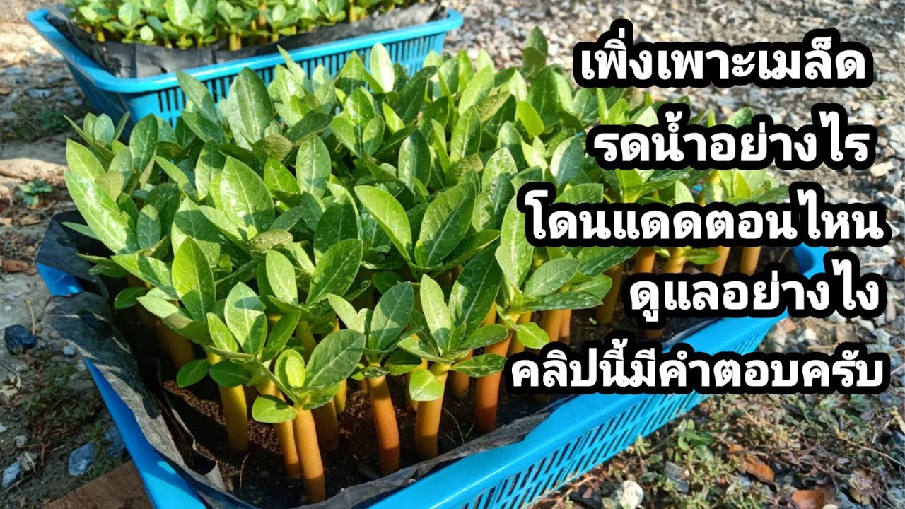 เทคนิคดูแลเมล็ดชวนชม (How to care adenium seeds.Eng-sub)
