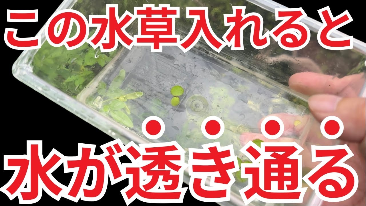 【奇跡の透明度】メダカのビオトープ、放置してたら水がピカピカに輝いた