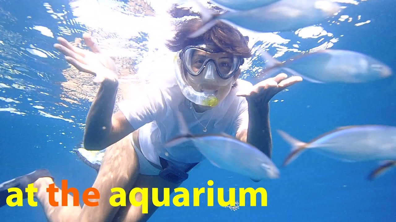 Day at the Aquarium