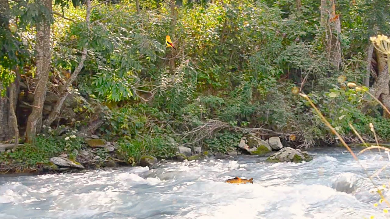 ASMR RIVER SOUNDS for sleeping 30 minutes