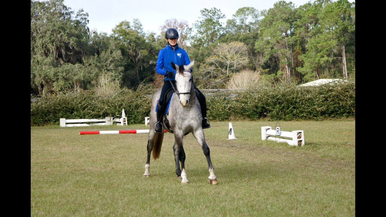 the reason most horses get messed up