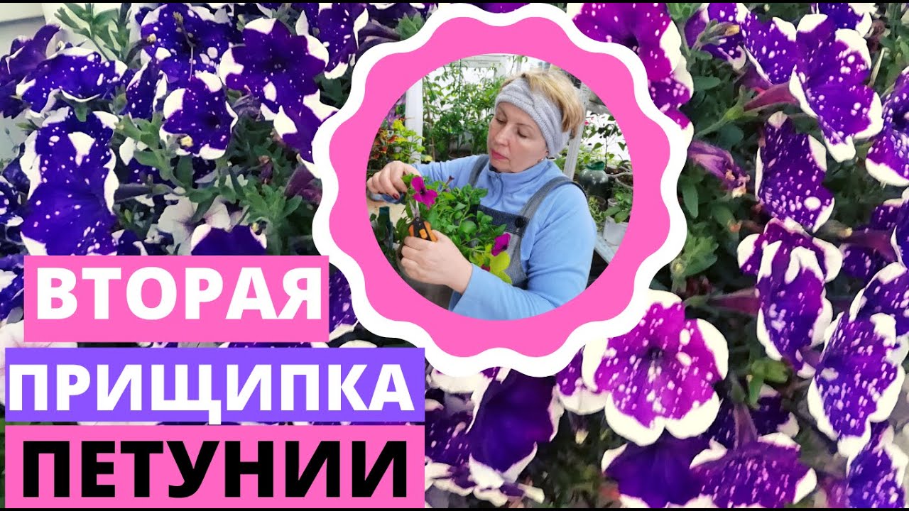 ПЕТУНИЯ вторая прищипка . Что делать если петуния не растет?