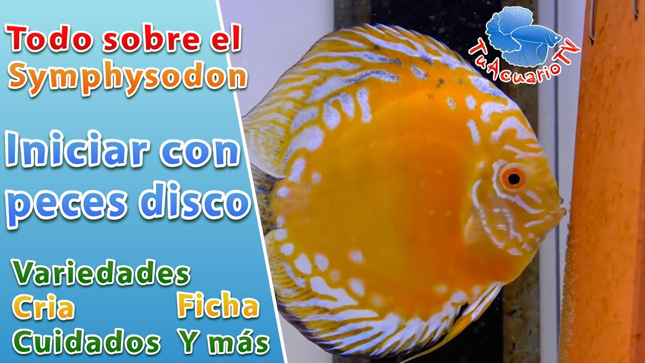 Iniciar con peces disco | Todo sobre el pez disco Symphysodon Variedades Cria Cuidados Ficha