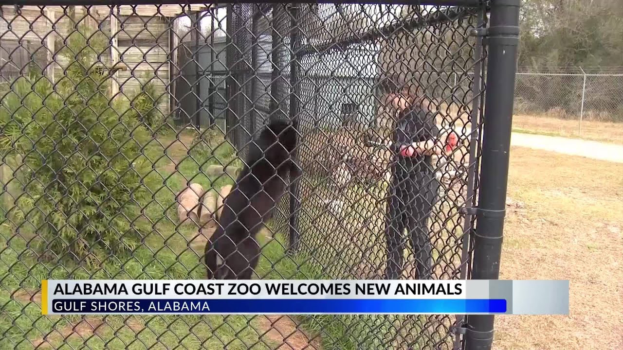 Alabama Gulf Coast Zoo hopes these new arrivals will inspire education, conservation