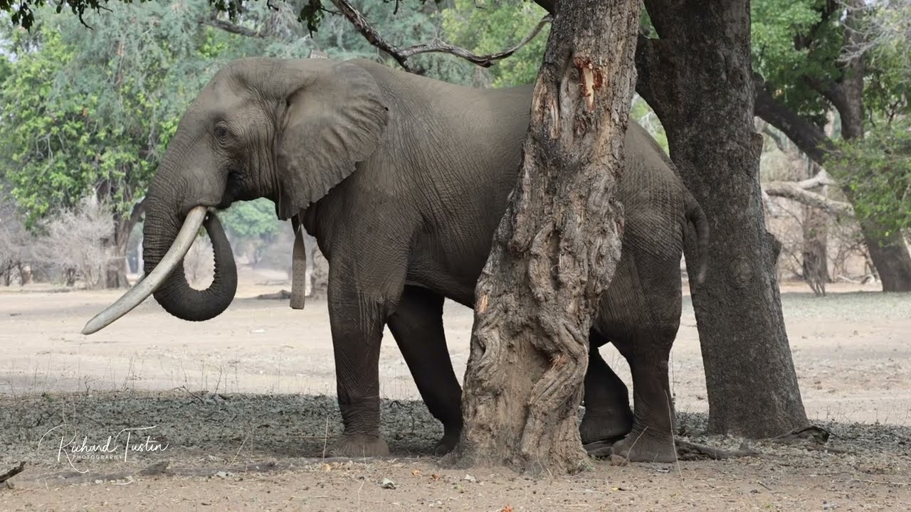 Mana Pools - On foot with a giant the infamous Boswell