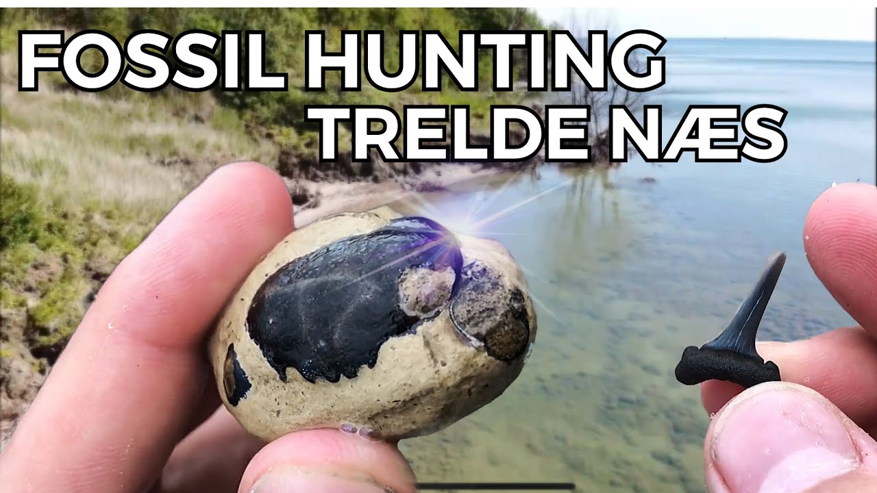 FOSSIL HUNTING - TRELDE NÆS - DENMARK