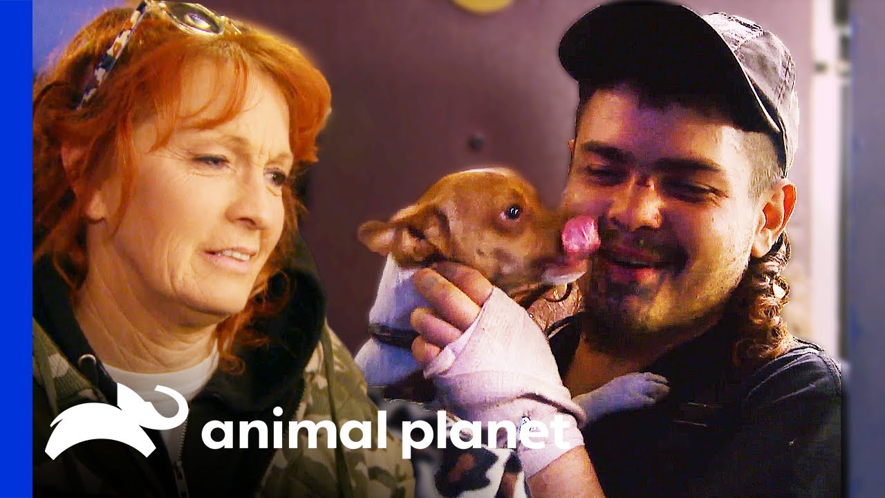Chihuahua Reunited With Owner After Mugging | Pit Bulls & Parolees