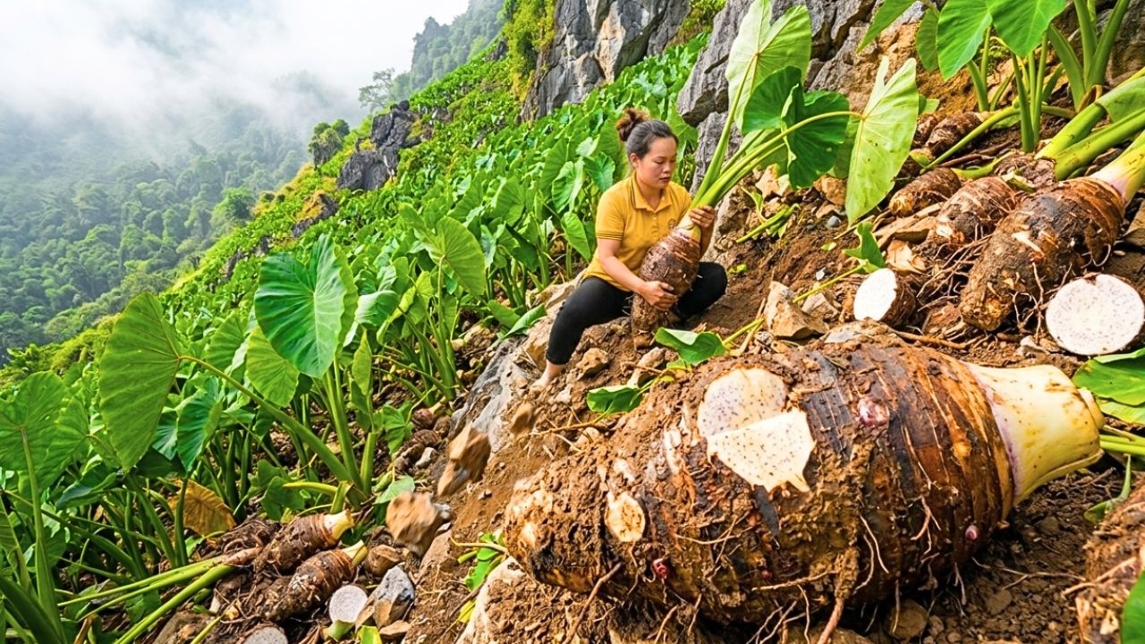 Harvesting 1 Ton of Mutant Taro, Selling at Market, Then Caring for Pets | Rural Life