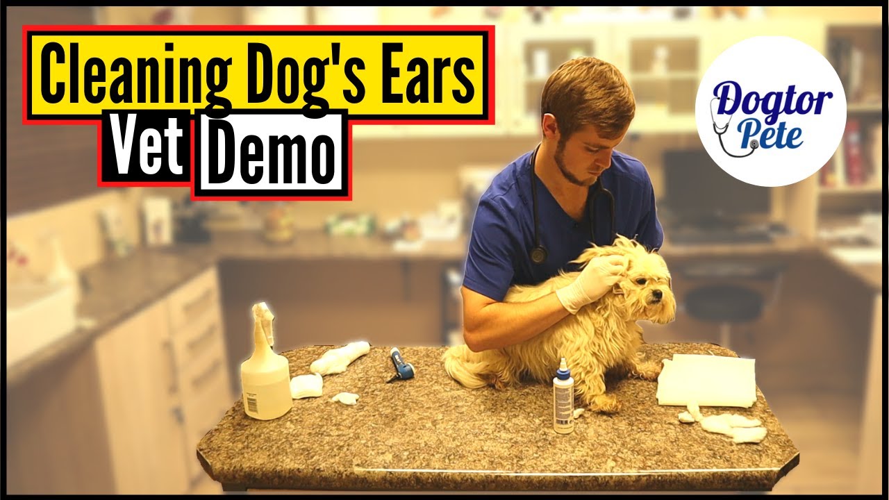 How To Clean Your Dog's Ears Like A PRO! | Veterinarian Demonstrates