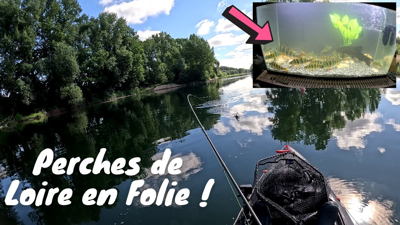Pêche Frénétique de la Perche sur la Loire : Captures Épiques ! + (  Bonus AQUARIUM )