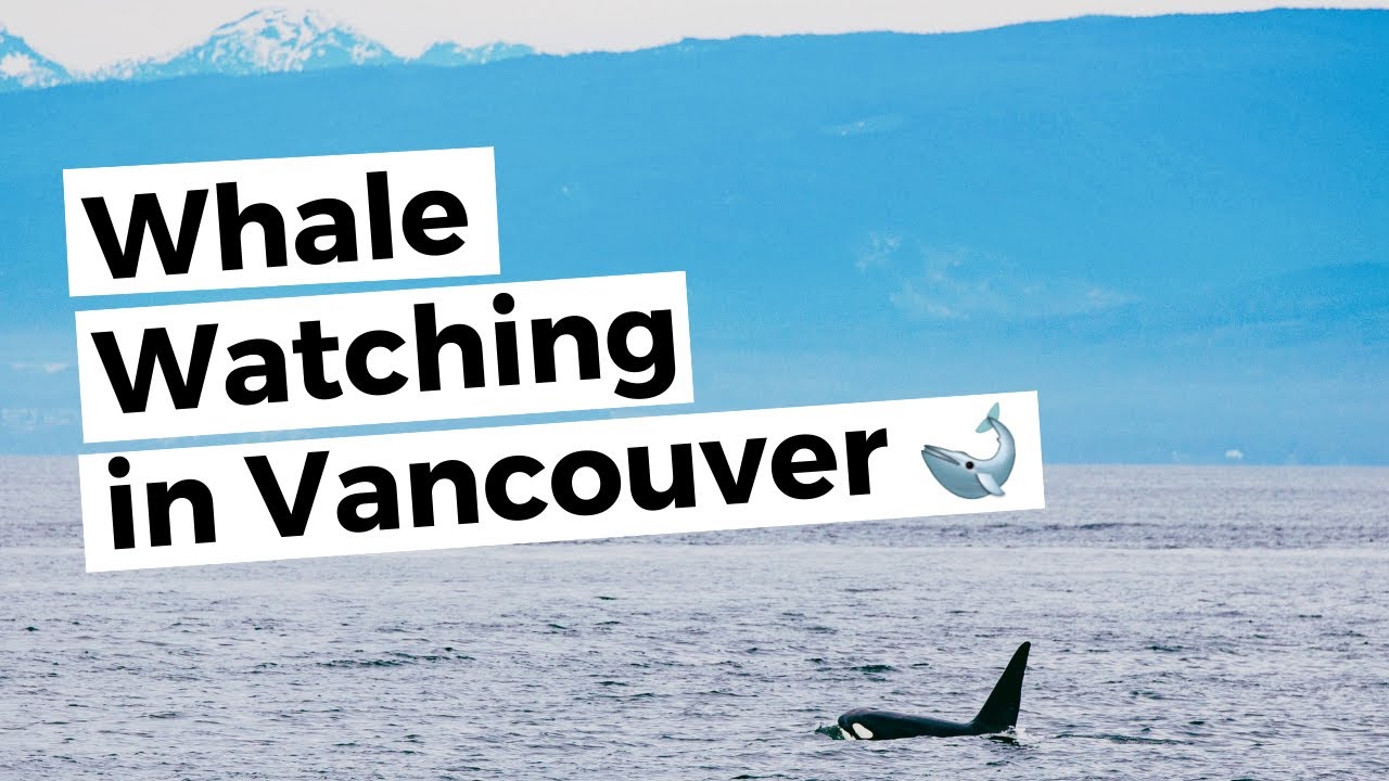 VANCOUVER Whale Watching | Granville Island