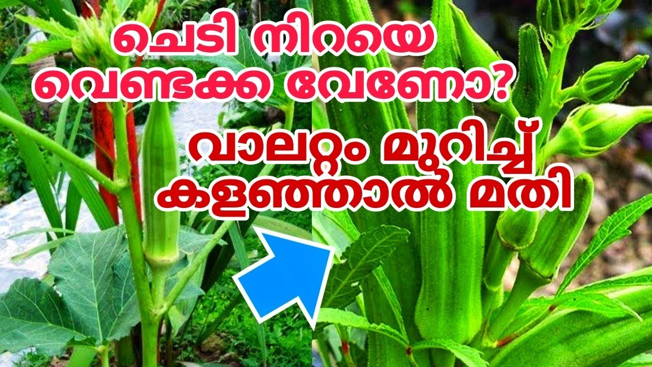 നാടൻ വെണ്ടയിലും തണ്ട് നിറയെ വെണ്ടക്ക നിറയും | 5 pro tips | Venda krishi tips in malayalam