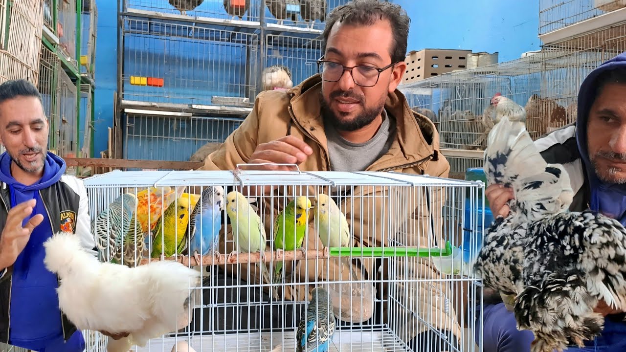 زيارة عند فؤاد وحمدي 🐔🐦من سوق القريعة للطيور والحيونات بالدارالبيضاء 🇲🇦 #المغرب #سوق_القريعة