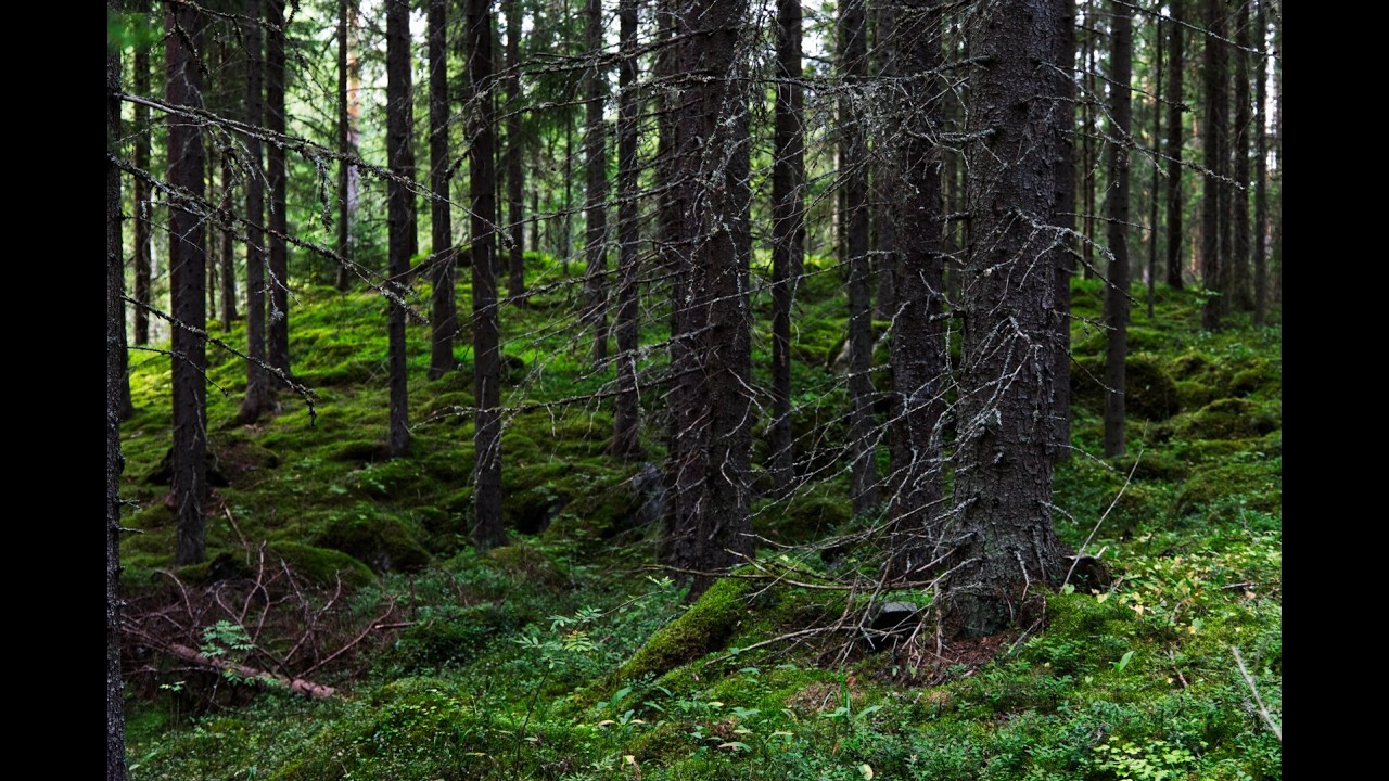 Finnish forest in August -2025.08.23-