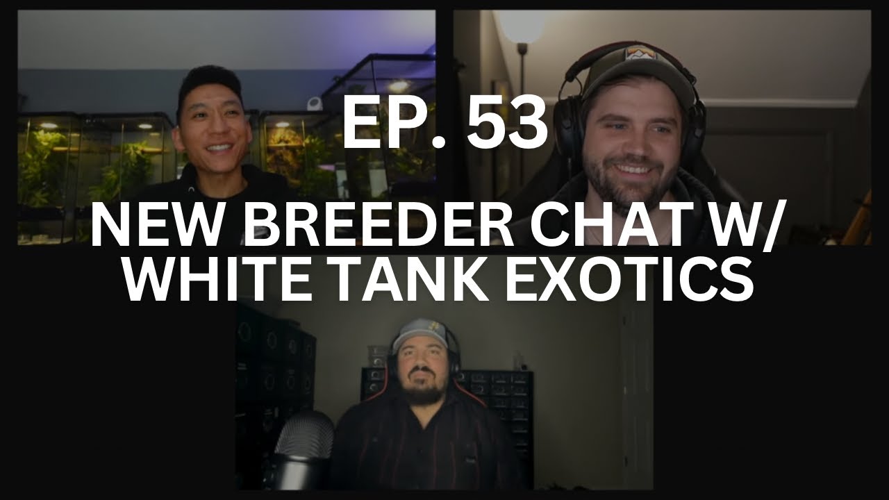 White Tank Exotics New Breeder Chat | Ep. 53 of The Gecko Pod