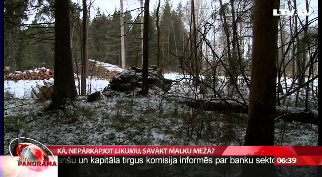 Kā, nepārkāpjot likumu, savākt malku mežā?