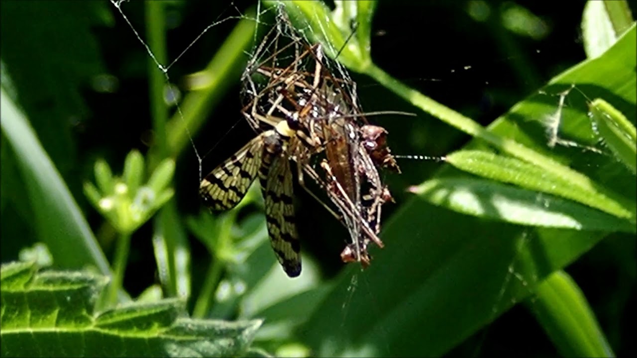 Duitse schorpioenvlieg (Panorpa germanica) eet langpootmug in een spinneweb