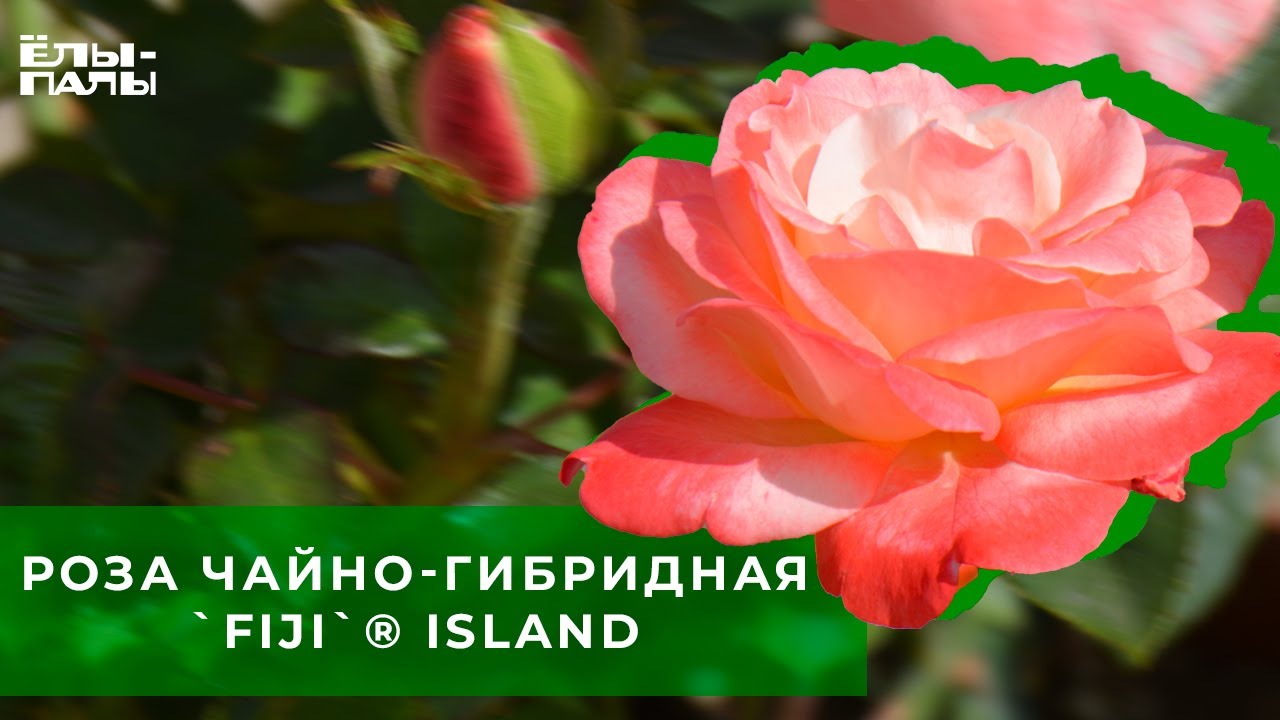 Роза чайно гибридная `Фиджи` `Fiji`&reg; ISLAND