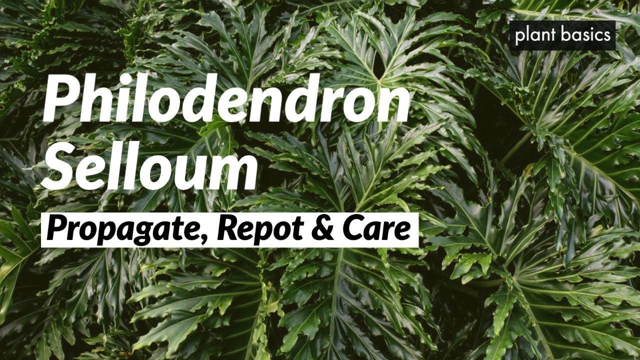 Philodendron Selloum Care, Propagation and Repotting
