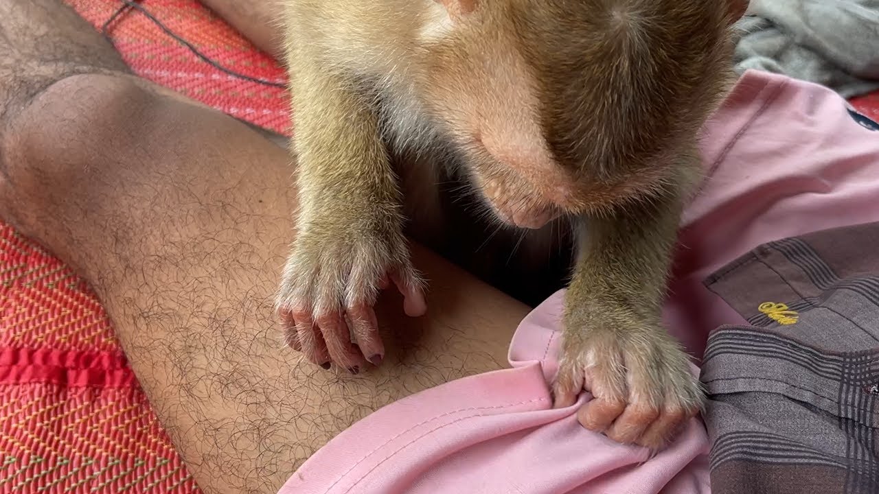 ASMR Monkey Grooming| Cute Zueii Really Love To Grooming And Massage My Thigh