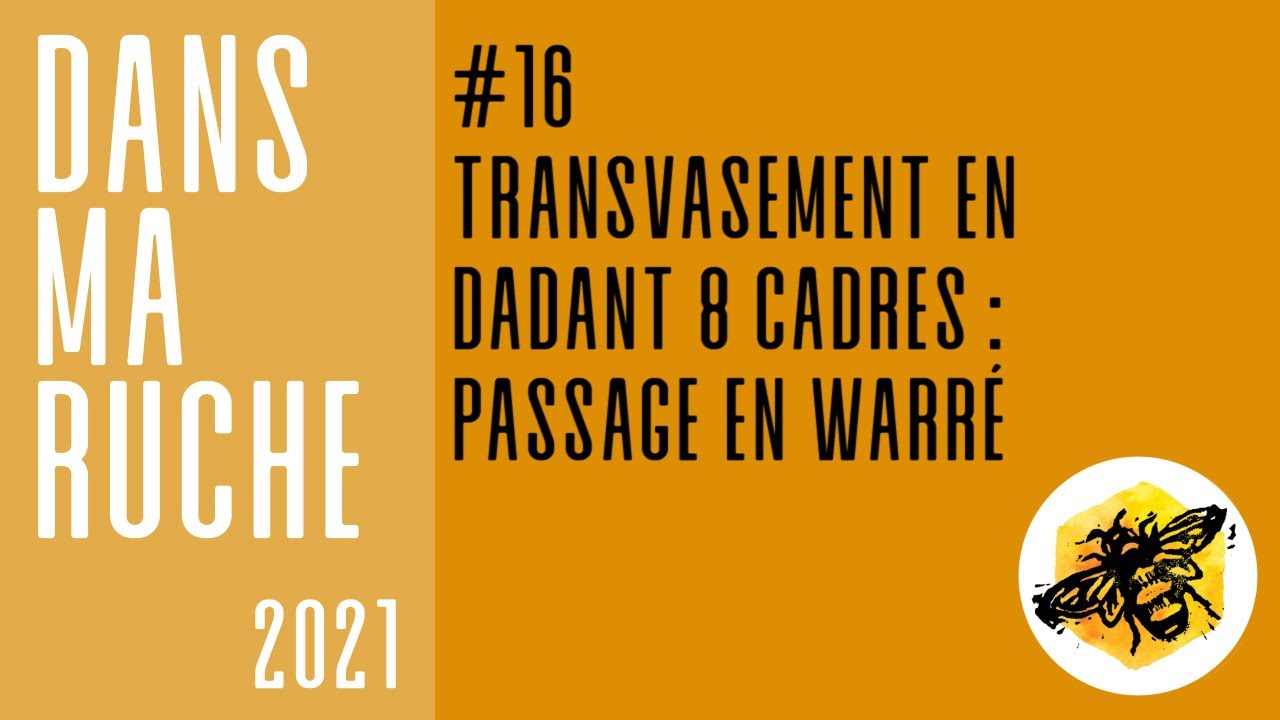 Transvasement en Dadant 8 cadres : peupler une Warré 12 cadres