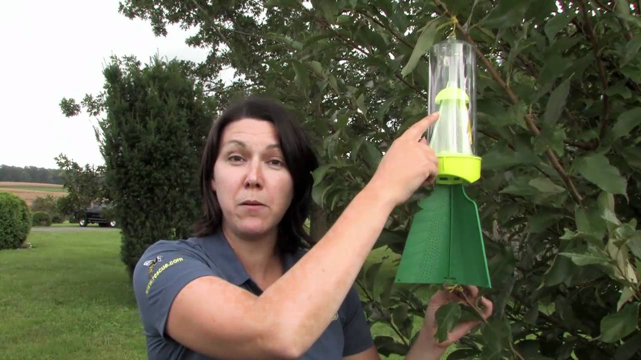Break the Stink Bug Life Cycle