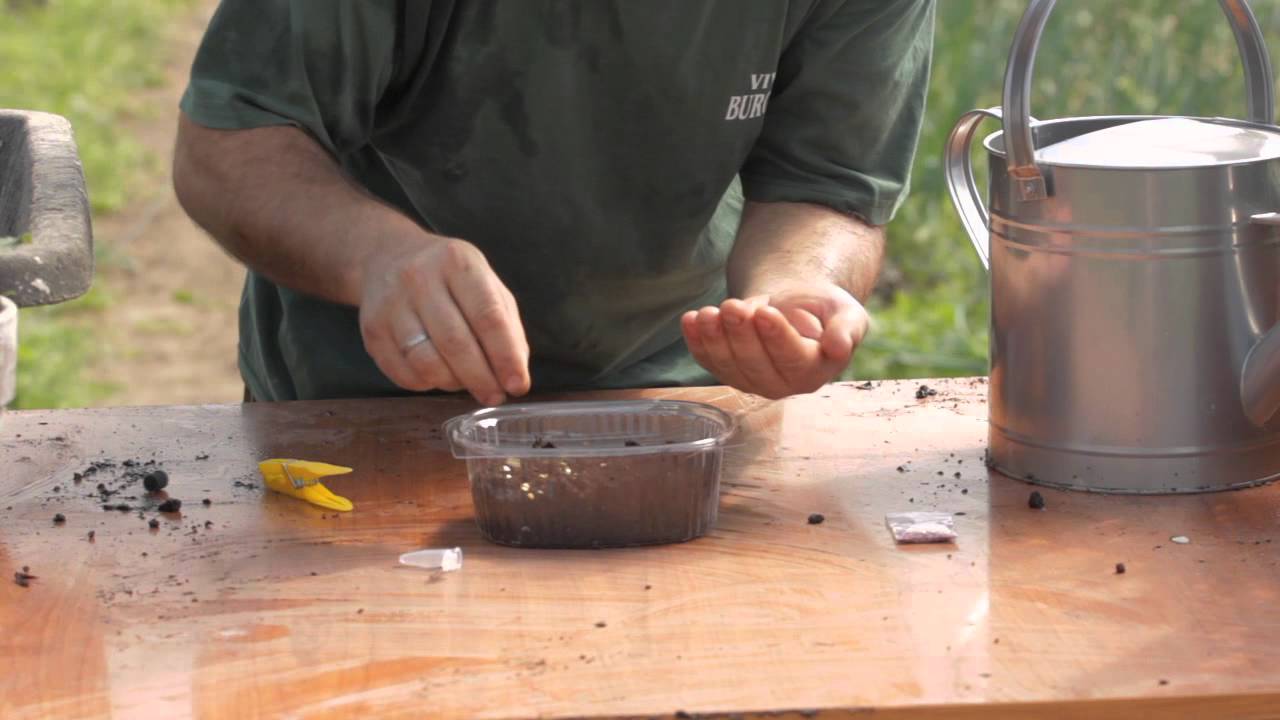 Siembra de Pimiento y Tomate//Balcón comestible//LlevamealhuertoTv