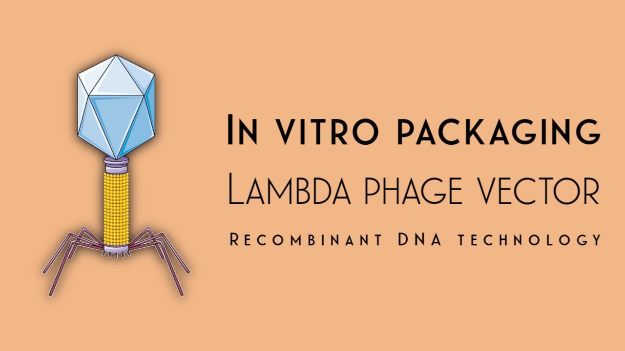 Упаковка in vitro с использованием &lambda;-фага | Технология рекомбинантной ДНК | Акаш Митра