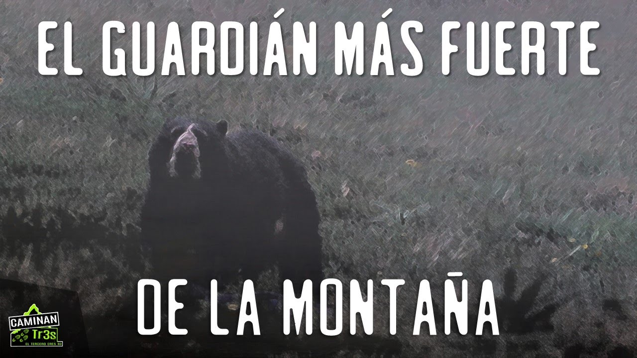 OSO ANDINO, lo encontramos | CaminanTr3s