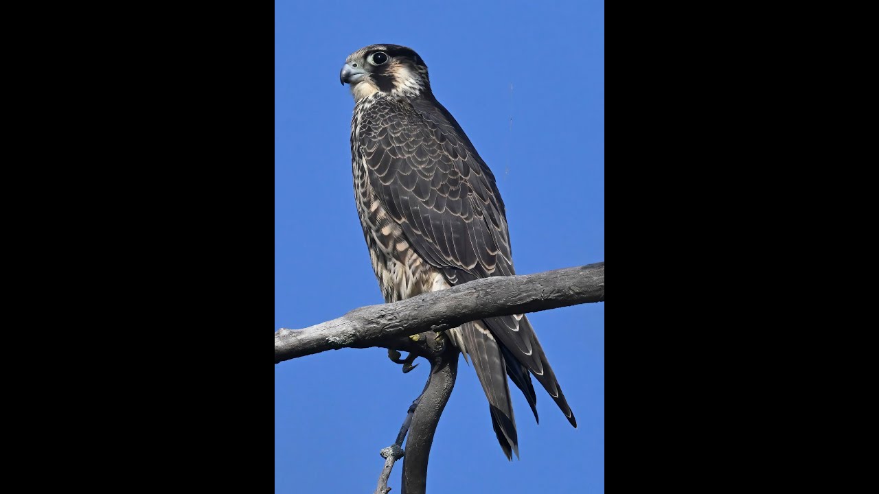 The Peregrine Falcon